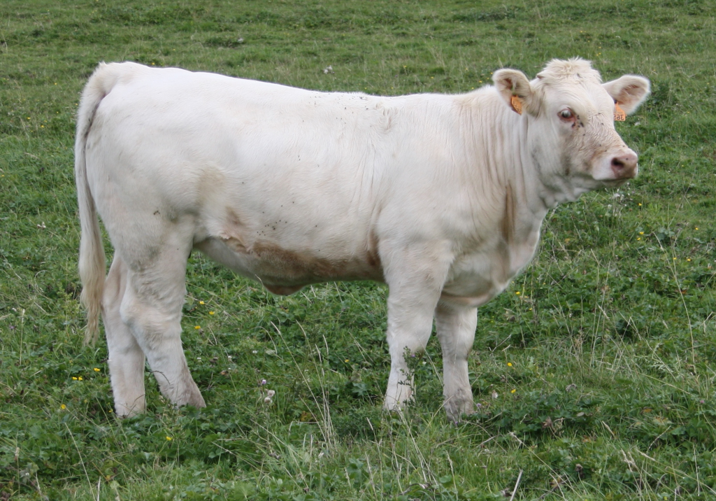Epernay purebred heifer